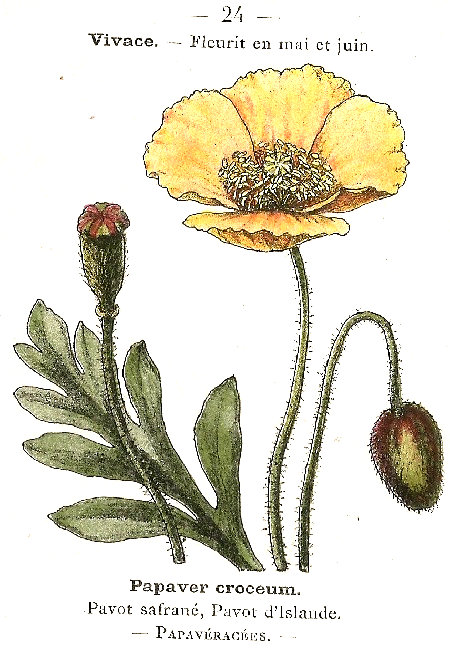 Papaver cruceum. Pavot safrané, Pavot d'Islande. Papavéracées.