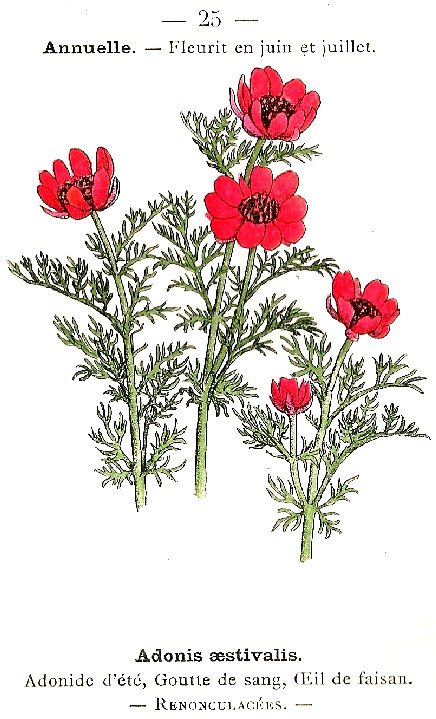 Adonis aestivalis. Adonide d'ete, Goutte de sang, Oeil de faisan. Renonculacées.