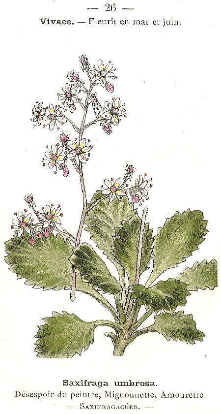 Saxifraga umbrosa. Désespoir du peintre, Mignonnette, Amourette. Saxifragacées.