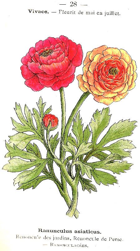 Ranunculus asiaticus. Renoncule des jardins, Renoncule de Perse. Renonculacées.