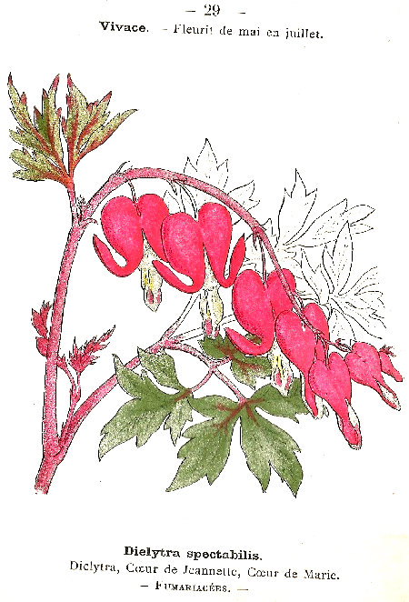Dielytra spectabilis. Dielytra, Coeur de Jeannelle, Coeur de Marie. Fumarlacées.