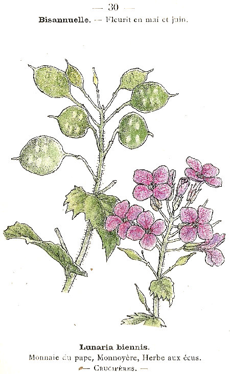 Lunaria biennis. Monnaie du pape, Monnoyère, Herbe aux écus. Crucifères.