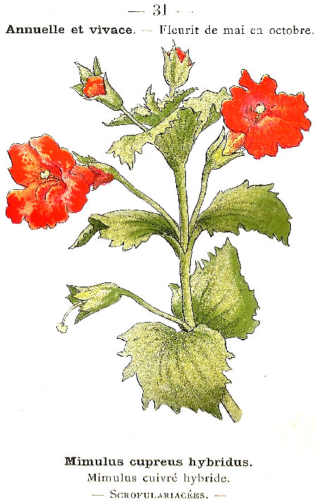 Mimulus cupreus hybridus. Mimulus cuivré hybride. Scrofulariacées.