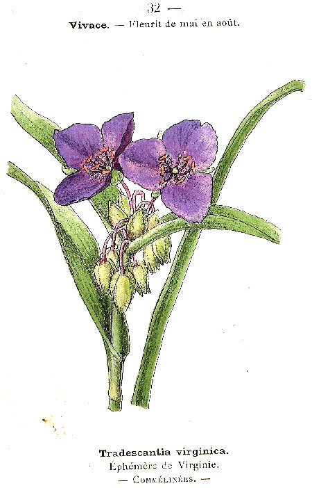 Tradescantia virginica. Éphémére de Virginie. Commélinées.
