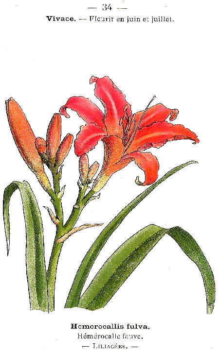 Hemerocallis fulva. Hémérocalle feave. Liliacées.