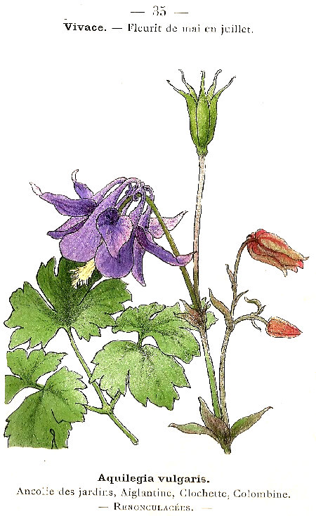 Aquilegia vulgaris. Ancolie des jardins. Aiglantine, Clochette, Colombine. Renonculacées.