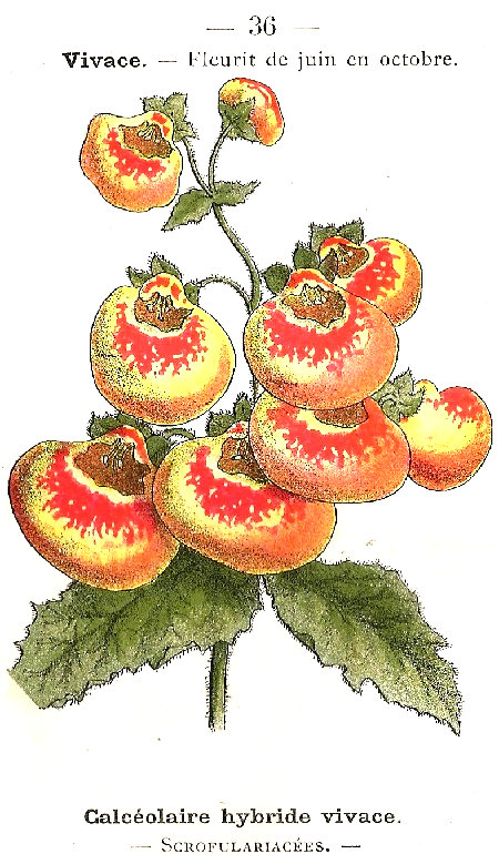 Calcéolaire hybride vivace. Scrofulariacées.