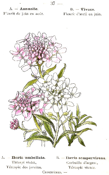 Iberis umbellata. Iberis sempervirens. Thlaspi violet, Téraspic des jardins. Corbeille d'argent, Téraspic vivace. Crucifères.