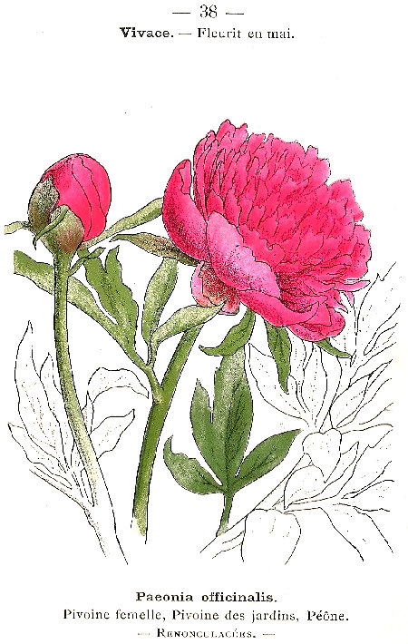 Paeonia oficinalis. Pivoine femelle, Pivoine des jardins, Péône. Renonculacées.