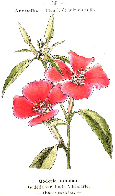 Godetia amoena. Godétia var. Lady Albemarle. Oenothéracées.