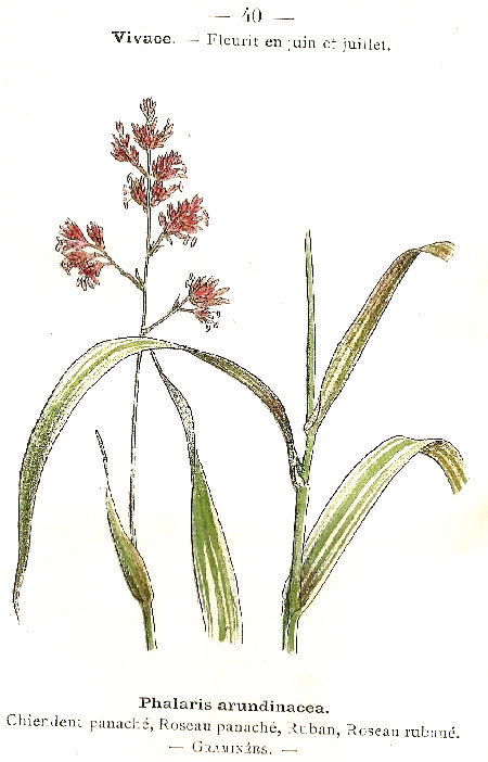 Phalaris arundinacea. Chiendent panaché, Roseau panaché, Ruban, Roseau rubané. Graminées.