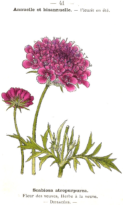 Scabiosa atropurpurea. Fleur des veuves, Herbe á la veuve. Dipsacées.