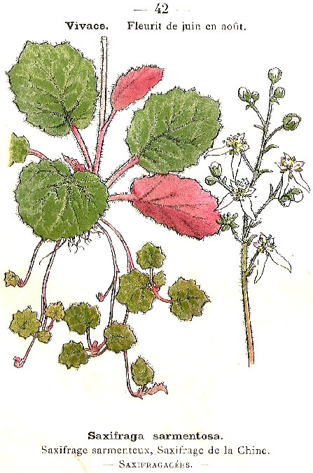 Saxifraga sarmentosa. Saxifrage sarmenteux, Saxifrage de la chine. Saxifragacées.