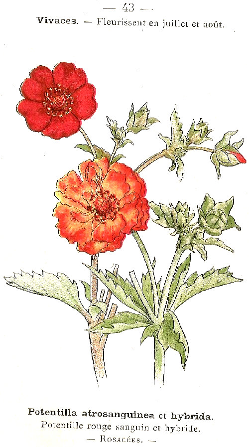 Potentilla atrosanguinea et hybrida. Potentille rouge sanguin et hybride. Rosacées.