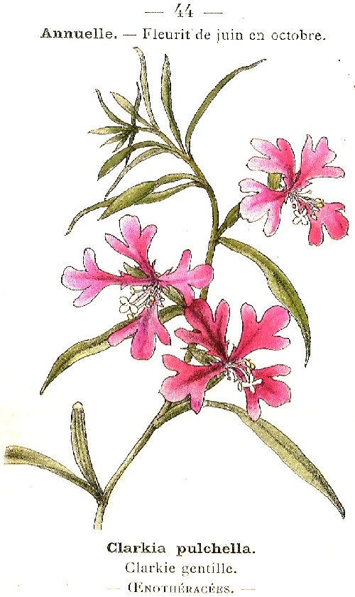 Clarkia pulchella. Clarkia gentile. OEnothéracées.