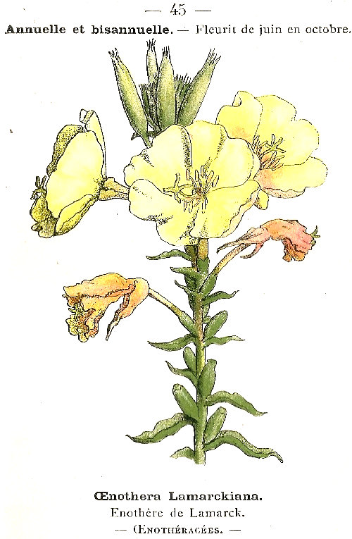 OEnothera lamarckiana. Enothére de Lamarck. OEnothéracées.