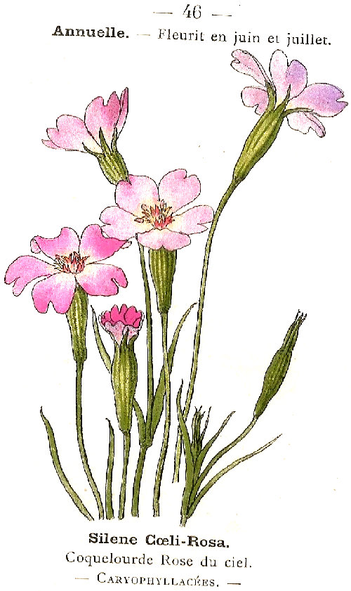 Silene coeli-rosa. Coquelourde Rose du ciel. Cariophyllacées.