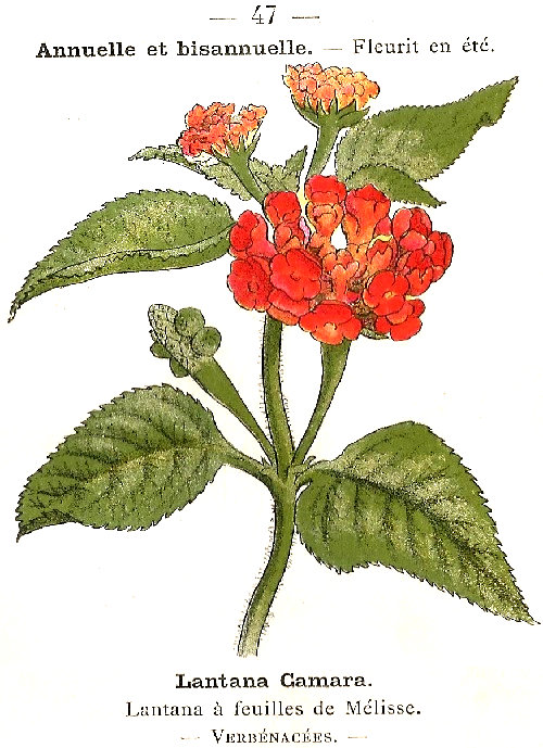 Lantana camara. Lantana á feuilles de Mélisse. Verbénacées.
