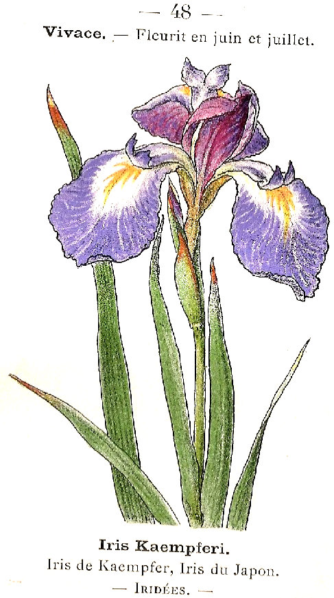 Iris Kaemferi. Iris de kaempfe, Iris du Japon. Iridées.