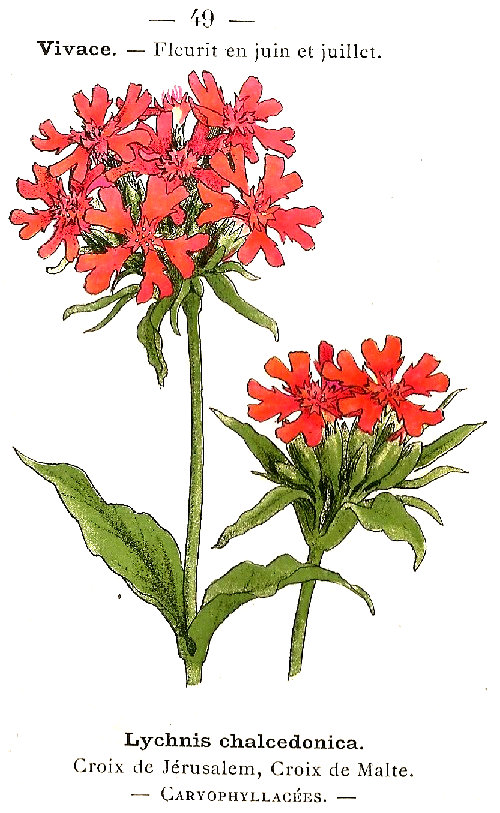 Lychnis calcedonica. Crois de Jérusalem, Croix de Malte. Caryophyllacées.