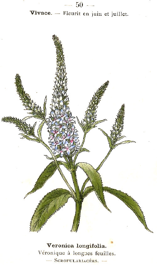 Veronica longifolia. Véronique á longaes fouilles. Scropulariacées.