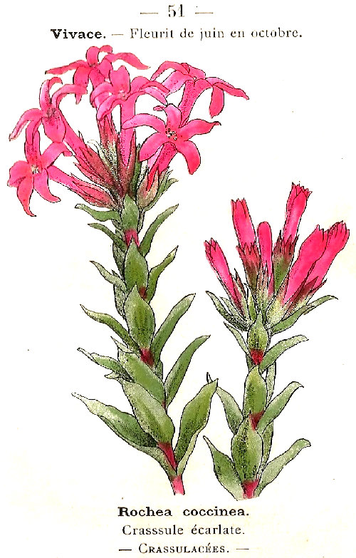 Rochea coccinea. Crassule écarlate. Crasulacées.