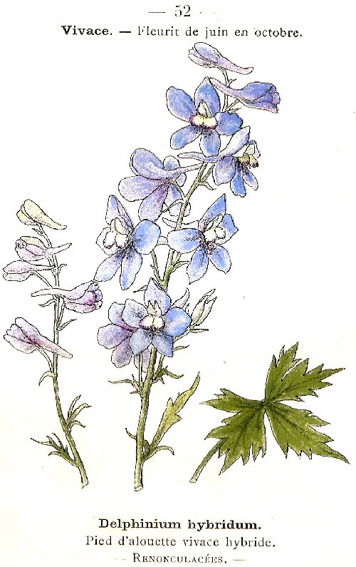 Delphinium hybridum. Pied d'aloute vivace hybride. Renonculacées.