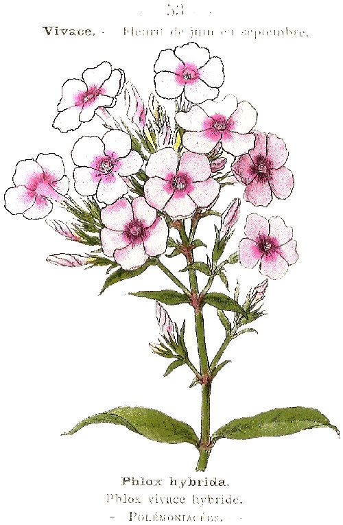 Phlox hybrida. Phlox vivace hybride. Polémoniacées.