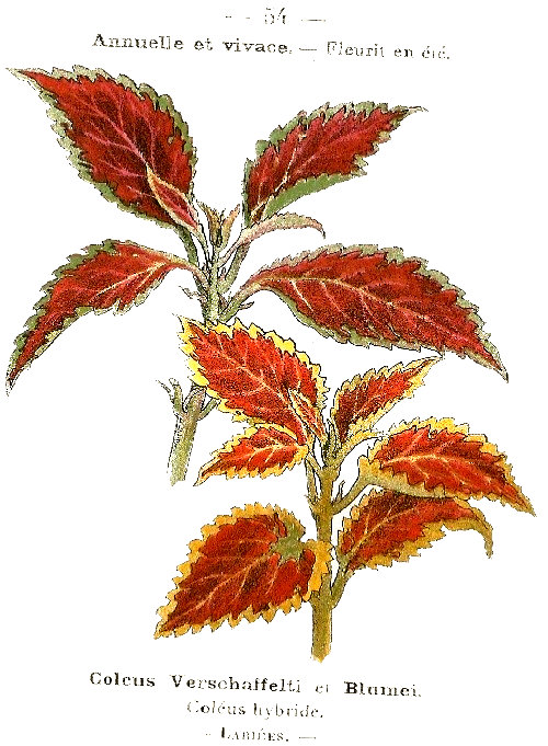 Coleus verschaffelti et brumei. Coléus hybride. Labiées.