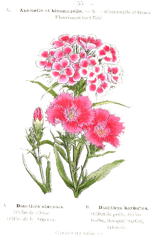 Dianthus sinenis. Dianthus barbatus. Oeillet de Chine, Oeillet de la Régence. Oeillet de Poète, Oeillet barbu, Bouquet parfait, Jalousie. Caryoplyllacées.