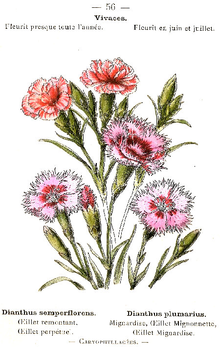 Dianthus semperflorens. Dianthus plumarius. Oeillet remontant, Oeillet perpetue. Mignardise, Oeillet Mignonnette, Oeillet mignardise. Caryoplyllacées.
