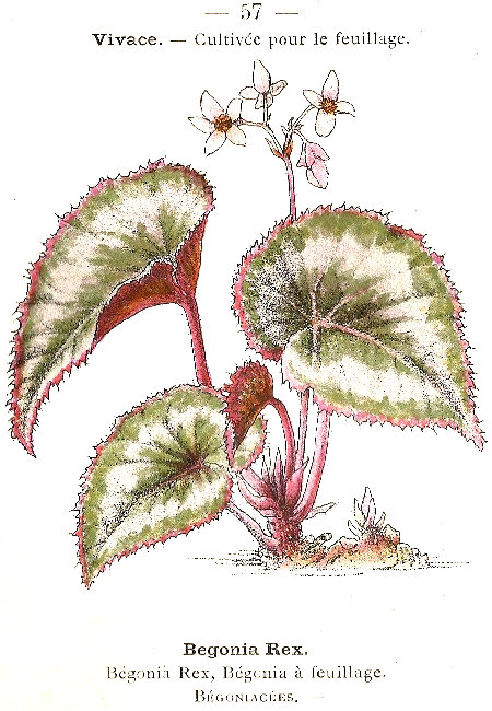 Begonia rex. Bégonia rex, Bégonia à feuillage. Bégoniacées.