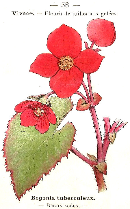 Begonia tuberculeux. Bégoniacées.