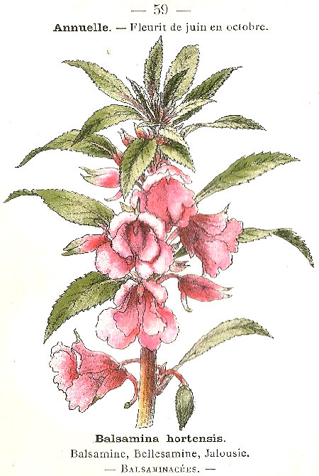 Balsamina hortensis. Balsamine, Bellesamine, Jalousie. Balsaminacées.