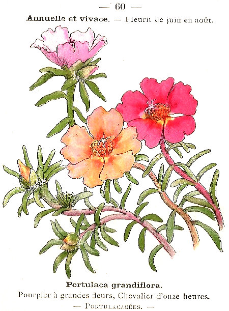 Portulaca grandiflora. Poupier á grandes deurs, Chevalier d'onze heures. Portulacacées.