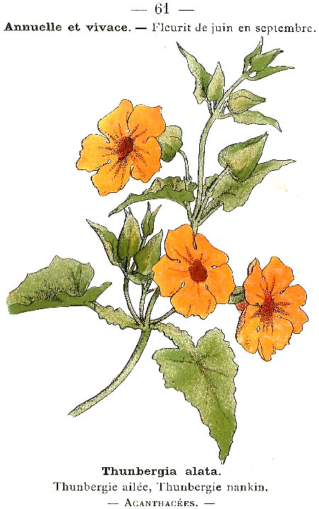 Thunbergia alata. Thunbergie ailée, Thunbergie nankin. Acanthacées.