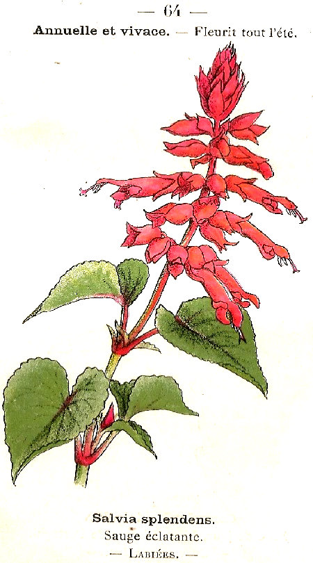 Salvia splendens. Sauge éclatante. Labiées.
