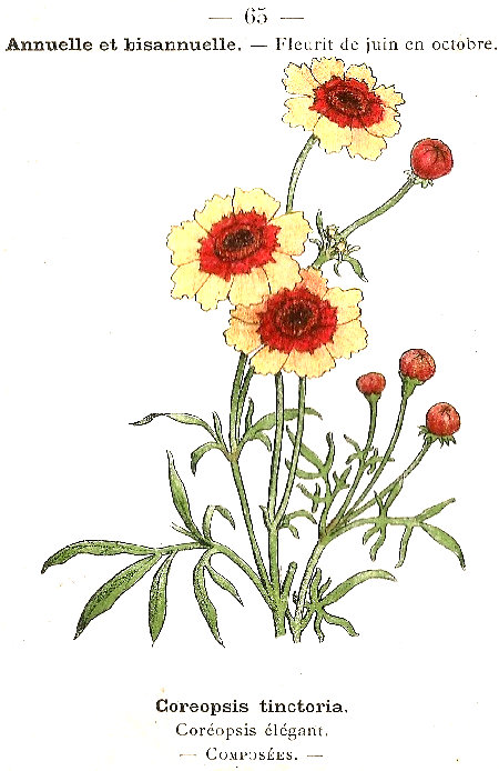 Coreopsis tinctoria. Coréopsis élégant. Composées.
