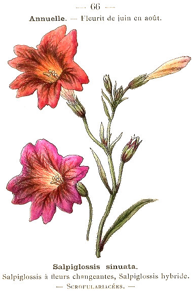 Salpiglossis sinuata. Salpiglossis á fleurs changeantes, Salpiglossis hybride. Scrofulariacées.