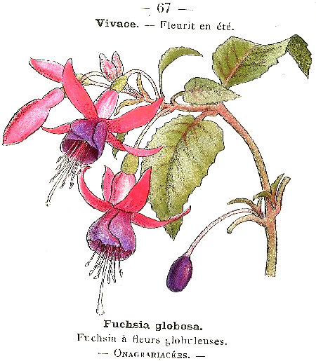 Fucsia globosa. Fucsia á fleurs globuleuses. Onagrariacées.