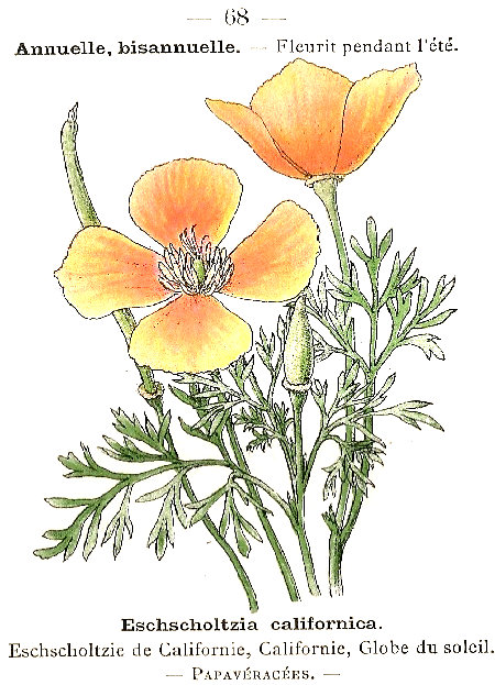 Eschscholtzia californica. Eschscholtzie de Californie, Californie, Globe de soleil. Papavéracées.