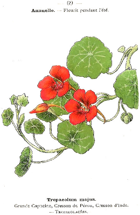 Tropaeolum majus. Grande capacine, Crésson de Peru, Cresson d'Inde. Tropaeolacées.