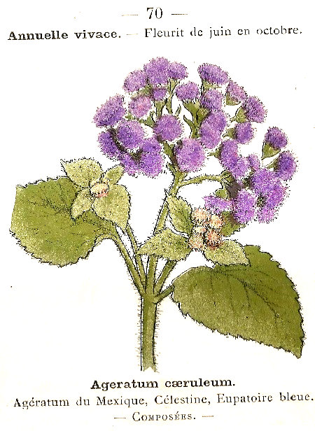 Ageratum caeruleum. Agératum du Mexique, Célestine, Eupatoire bleue. Composées.