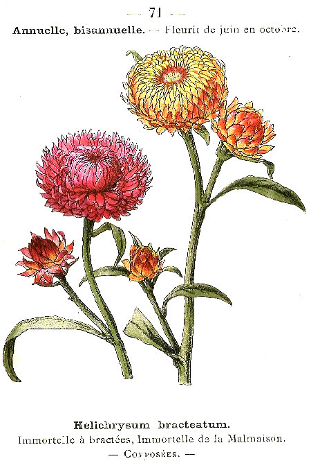 Helichrysum bracteatum. Immortelle á bractées, Immortelle de la malmaison. Composées.