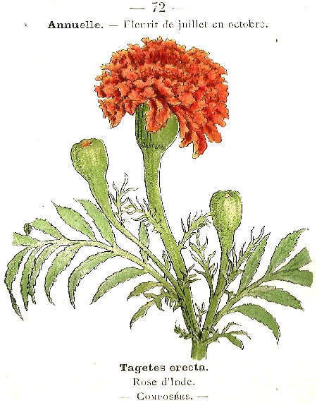 Tagetes erecta. Rose d'Inde. Composées.