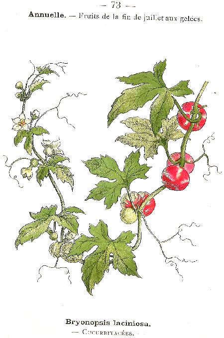 Bryonopsis laciniosa. Cucurbitacées.