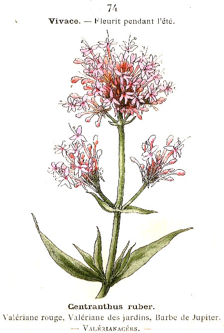Centranthus ruber. Valériane rouge, Valériane des jardins, Barbe de Jupiter. Valérianacées.