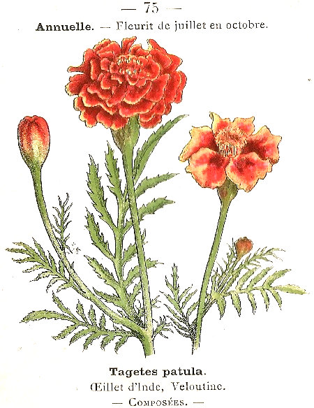 Tagetes patula. Oeillet d'Inde, Veloutine. Composées.
