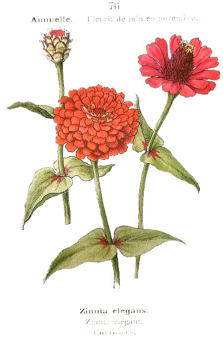 Zinnia elegans. Zinnia élégant. Composées.