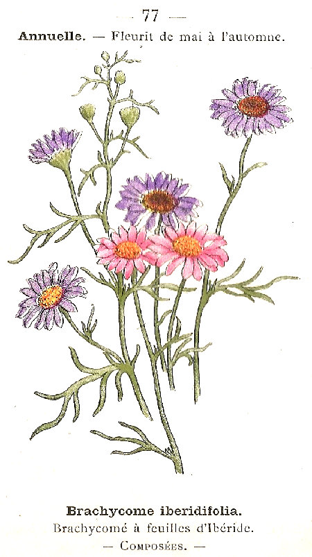 Brachycome iberidifolia. Brachycomé á feuilles d'Ibéride. Composées.
